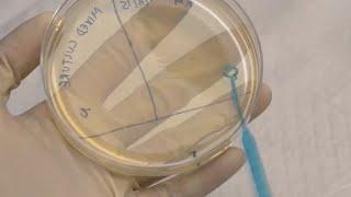 ID Laboratory Videos: Isolating bacterial colonies