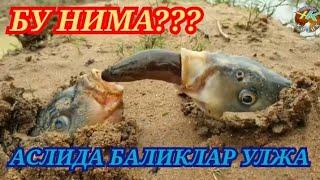 Хамма Шокда!  Буни хеч Ким Кутмаганди  #hammaga_qiziq #bilib_oling #тезда_куринг