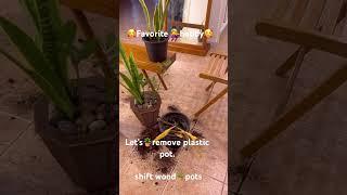 #sanseveria🪴indoorplants #homegardening#plastic pots remove#wood pots#favorite hobby#dubai#youtube