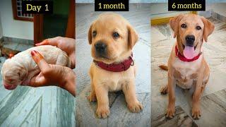 Max Transformation from Day 1 to 6 months #Labrador journey #sweetyandmax