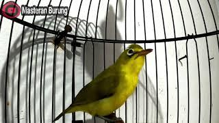 Kecial Kuning Ngeriwik So that Gacor Panjang Proves to be Effective to Lure | Masteran Bird