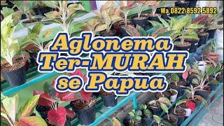 GERAK CEPAT ️ Aglonema Harga Termurah se Papua