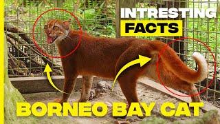 Unveiling the Mystery: Fascinating Facts about the Bornean Bay Cat