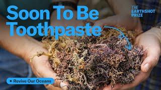 Pints, Plastics and Pharmaceuticals: Is Seaweed Farming the Future? | The Earthshot Prize