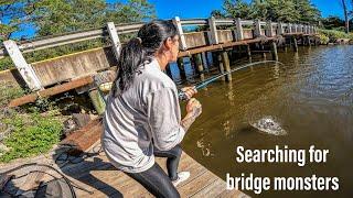 Searching for GIANT FISH living under bridges!!