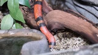 Молочная змея – самая популярная змея среди любителей