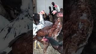 Aseel hens farming