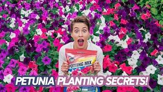 Perfect Potting Mix for Petunia Plants | How to Use Potato Mix for Lush Blooms