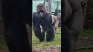 A massive Gorilla @ The Zoo