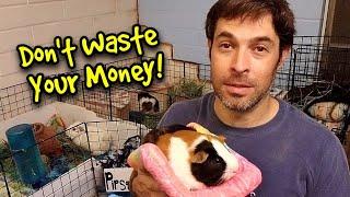 7 Biggest Wastes Of Money For Guinea Pigs
