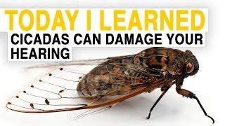 TIL: Cicadas Can Damage Your Hearing | Today I Learned