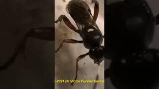 Ichneumonid & Bethylid Parasitic Wasps, Parasitoids of Insect Pests. Kyiv, Ukraine. 04.decemb.2022.