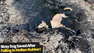 Heroic moment people rescue stray dog stuck in molten rubber | Stray dog rescued