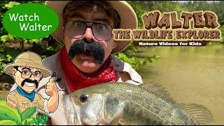 Walter Goes Fishing! - Nature Videos for Toddlers - Educational Videos for Kids #youtubekids