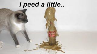 Cats Coke Vs Mentos