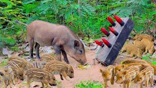 OMG! Amazing wild boar trap using sharp wood in deep forest #pigtrap #shorts