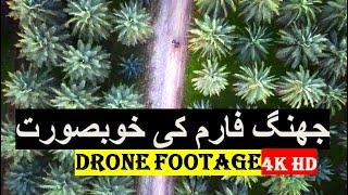 Beautiful Jhang (Khajoor) Dates Palm Farm - Drone Video 4K | Jhang Saddar | Drone Footage