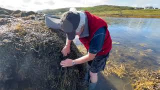 2022 8 9 Mussels Clifden Knockbaun