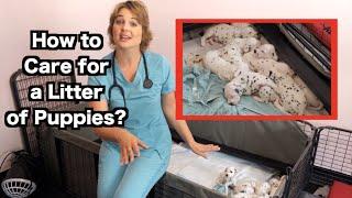 How To Care For a Litter of Puppies? | Dalmatian puppies