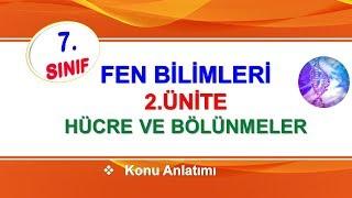 7.Sınıf Fen Bilimleri Hücre ve Bölünmeler