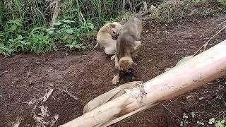 sentot dan kancil berpetualang di kebun jagung #dogs #animals