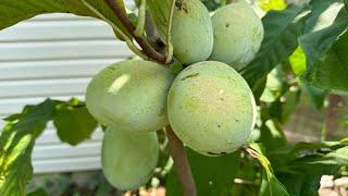 Top 10 Cold Hardy Fruit Trees EVERY Gardener Should Grow | Best Trees for Cold Climates