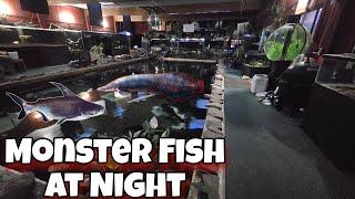 OFR After Dark: Seeing Predator Fish and How they Behave at Night