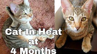 4 Month Old Female Kitten in Heat (Signs and Symptoms)CatslifePh