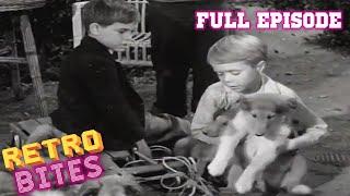 Lassie | The Puppy Story | Full Episodes