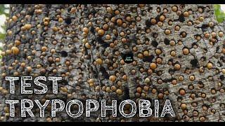 Test TRYPOPHOBIA - Apakah Anda Tergolong Trypophobia