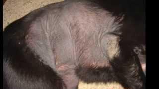 Easy Help for Dog Black Skin Disease or Skin-Blackening | Nzymes