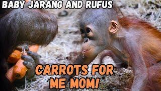 Baby Orangutan Snatching Carrots From Momma!