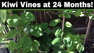 How To Grow A Kiwi Tree or Vine From Seed - 24 Months