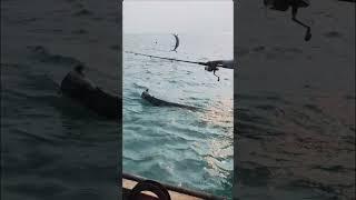 Sensasi strike marlin #shorts #viralvideo #fishing #fyp