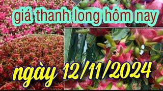 giá thanh long hôm nay ngày 12/11/2024