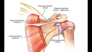Two Minutes of Anatomy: Suprascapular Nerve