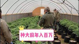 捞偏门 种大麻 最新实现美国梦 年入百万不是梦