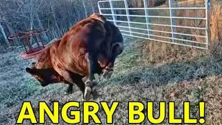 He's NOT HAPPY! Stressful Dangerous BULL and Steers? Was this a Failure?