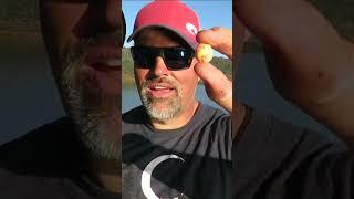 Pro Trout Guide Demonstrates How To Use PowerBait #fishing #trolling #trout #salmon #fishingtrip