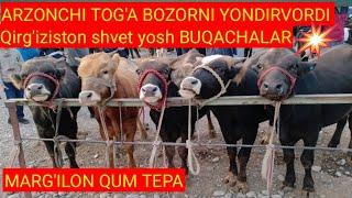 Qum tepa shvet yosh buqalar narxi bilan tanishing. 14.09.2023(1-qism)