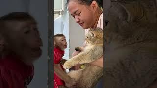 LyLy Monkey takes care of Tommy cat #shorts #monkey #monkey Lyly #smart monkey #cute  #cat