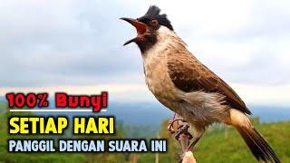 Suara Burung Kutilang Gacor Paling Top 2025