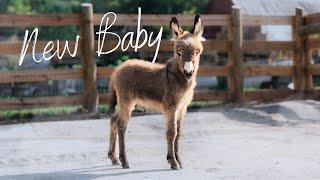 Pico might be the cutest mini donkey ever - he's only three days old