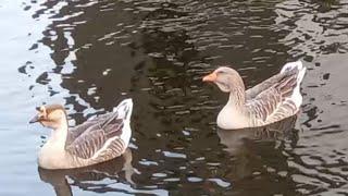 Гуси - лебеди на воде./ Geese - swans on the water.