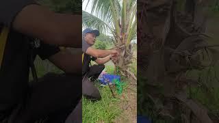 kaedah buat air nira kelapa pandan- intro