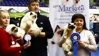 Marikota на выставке в Гданьске - Cat Show February 8-9, 2019 Gdansk, Poland