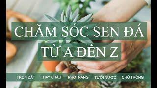 Hướng dẫn chăm sóc sen đá từ A đến Z khi mới mua về | www.vuonsenda.vn