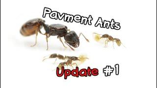 Pavement Ants | Update #1 (Tetramorium)