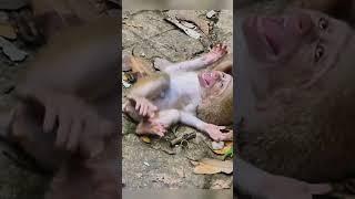 Heartbreaking, poor little baby monkey Leo screaming for milk getting #monkey #cutebabymonkey