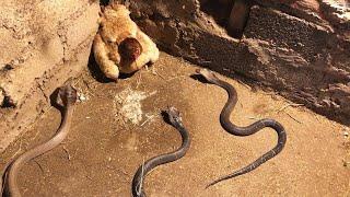 10 Moments when stupid snakes messed with the wrong opponent .. you won't believe what happened!!!